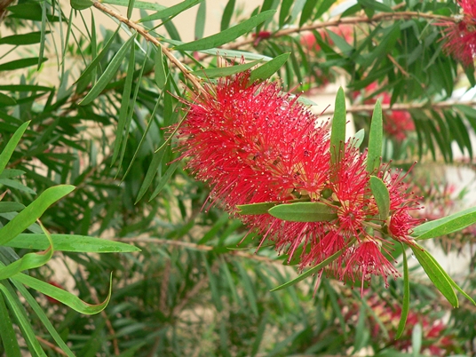 {Melaleuca citrina}
